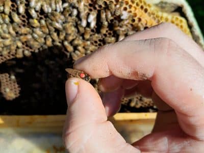 Familyrun beekeeping based in the Lake Highlands, in central Jutland near Aarhus and Silkeborg. We would love to welcome beekeepers from around the world and share the Scandinavian beekeeping tradition.