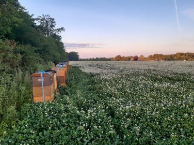 Familyrun beekeeping based in the Lake Highlands, in central Jutland near Aarhus and Silkeborg. We would love to welcome beekeepers from around the world and share the Scandinavian beekeeping tradition.