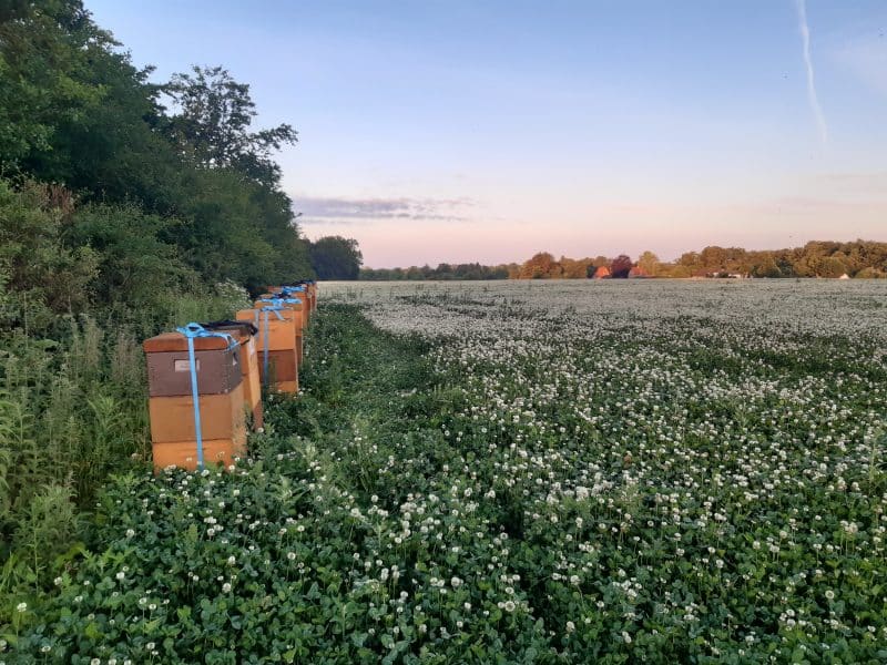 Familyrun beekeeping based in the Lake Highlands, in central Jutland near Aarhus and Silkeborg. We would love to welcome beekeepers from around the world and share the Scandinavian beekeeping tradition.