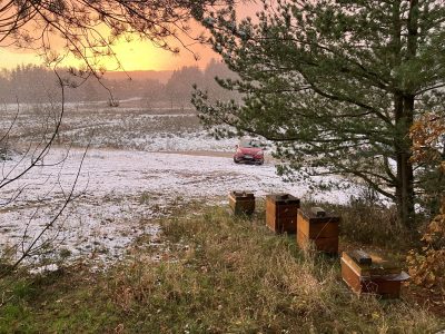 Visit a Danish Hobby Beekeeper - homestay