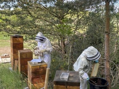 Visit a Danish Hobby Beekeeper - homestay