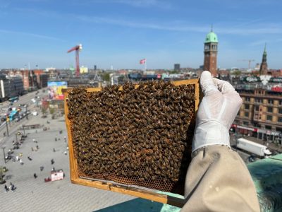 Visit Copenhagen's magical urban honey project