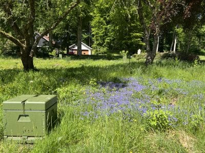 Visit an apiary in beautiful surroundings