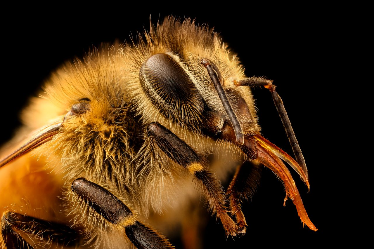 Bees Have A Tracheal System To Breathe