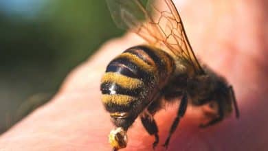 732x549 How Is An Infected Bee Sting Treated 1 732x549 2