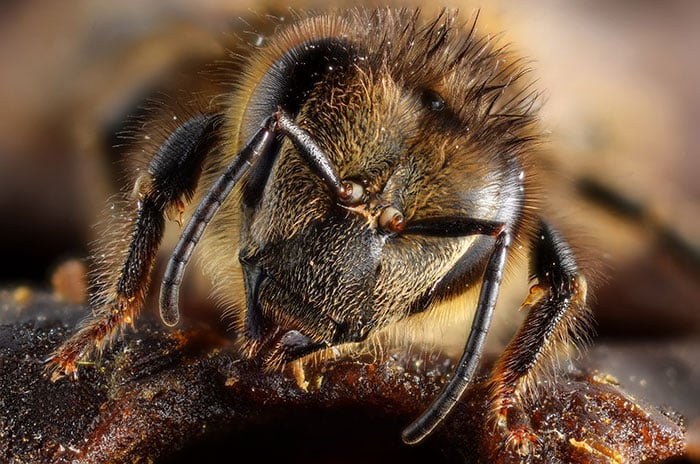 Honey bee portrait