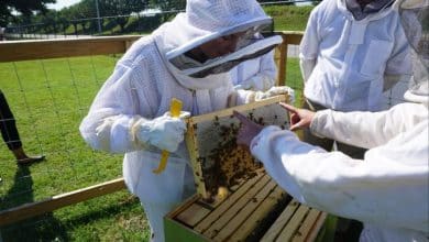 New beekeepers learning beekeeping 1024x684 1