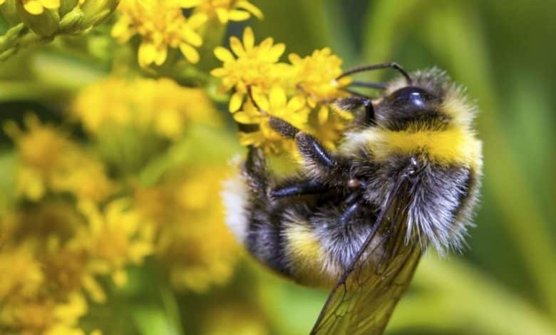 bumblebee on yellow flower