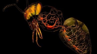 eric keller bee nervous system insta 02