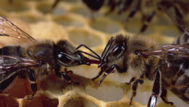 Bee reproduction