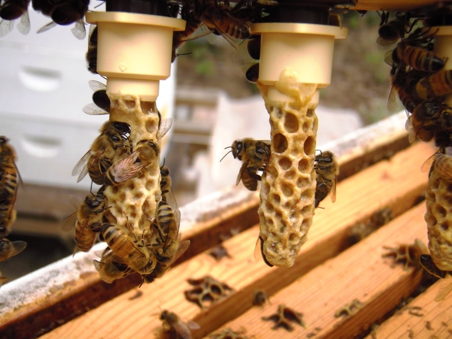 The Doolittle Method For Raising Queen Bees Bees Partners 2023 2023