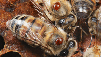 Bee disease