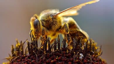 bee pollen 1024x540 1