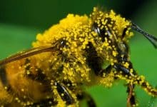 Bees pollen