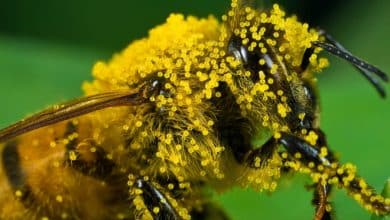 Bees pollen