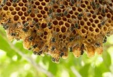 Honeybee hive release 470x313 1