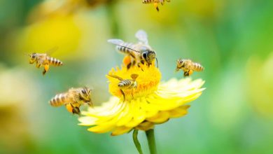 bee on yellow flower