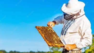 man holding honeycomb with bees beekeeper inspecting examining honeycomb frame apiary summer day man working apiary apiculture beekeeping concept bees hive 116317 20678
