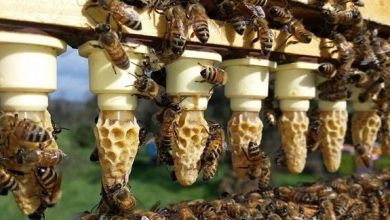 How to Raise Queen Bees
