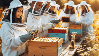 How to Choose the Best Honey Bee Farming Box for Beginners