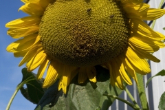 sonnenblume