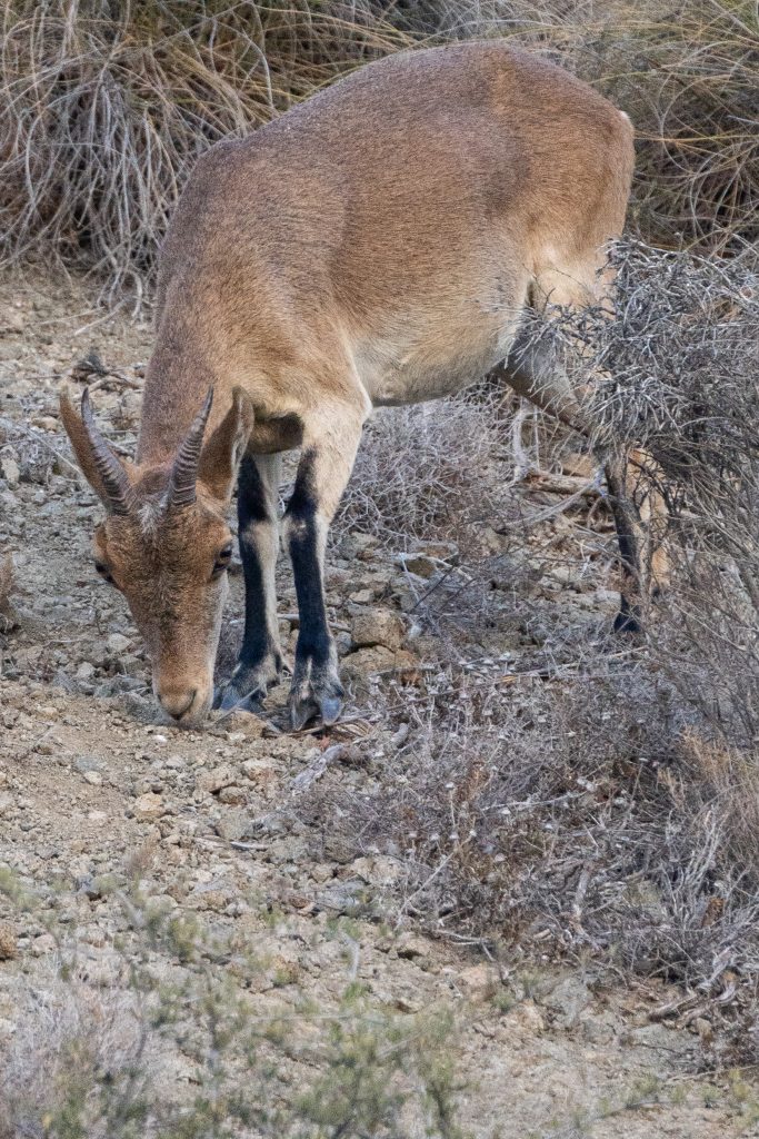 wildlife in spanien