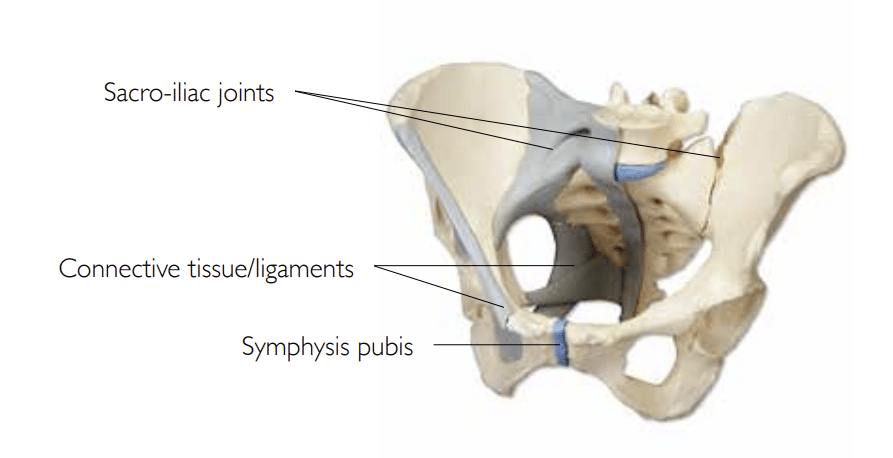 Back & Pelvic Girdle Pain in Pregnancy & Postpartum: Find relief using the  Pelvic Girdle Musculoskeletal Method