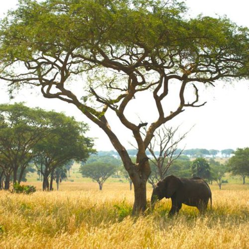 Elephant Uganda Africa