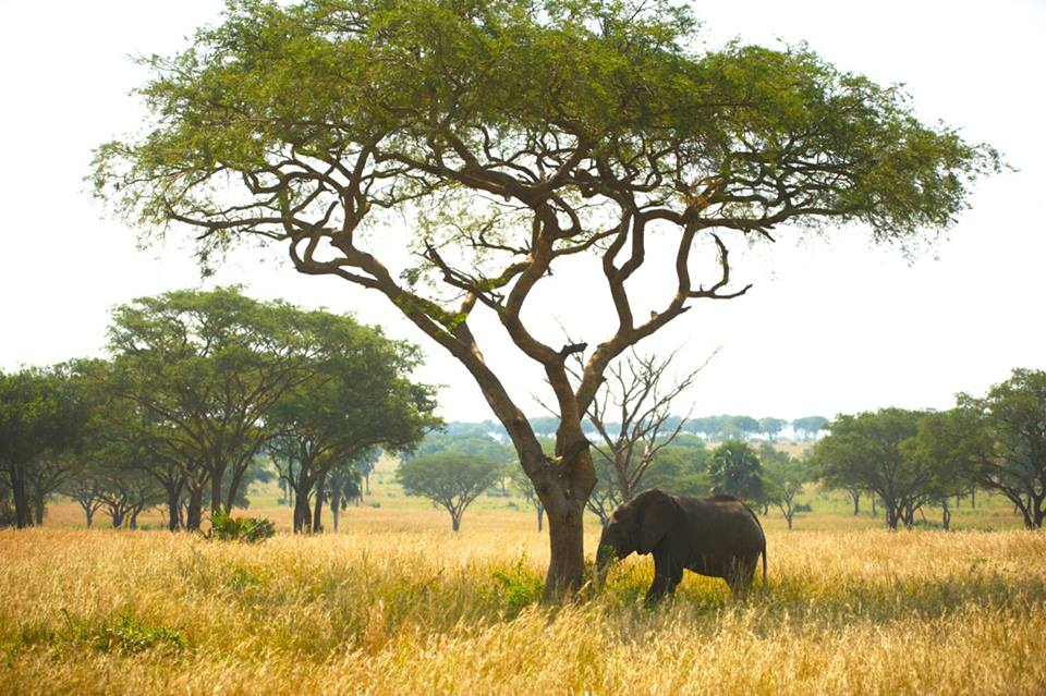 Elephant Uganda Africa