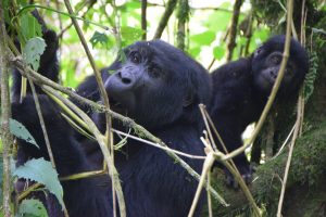Uganda_mountain gorilla