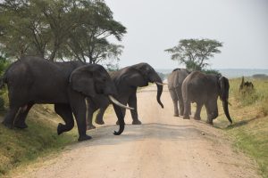 Uganda elephants