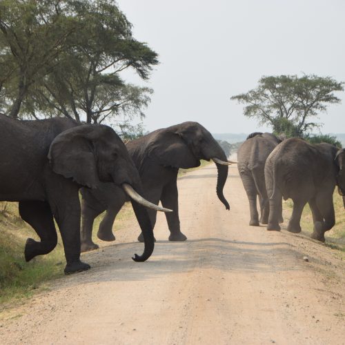 Uganda elephants