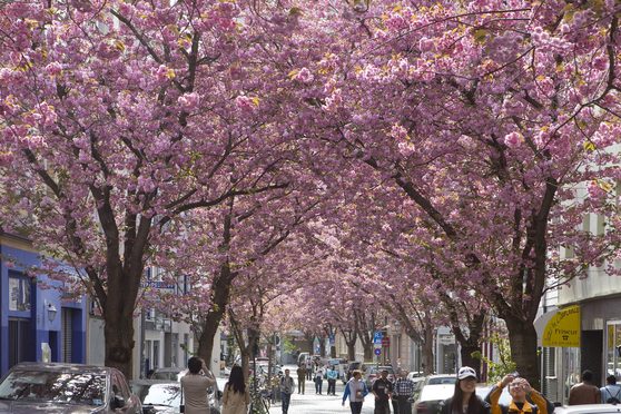 Cherry Blossoms © Bundesstadt Bonn