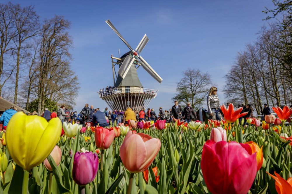 Keukenhof Tulips