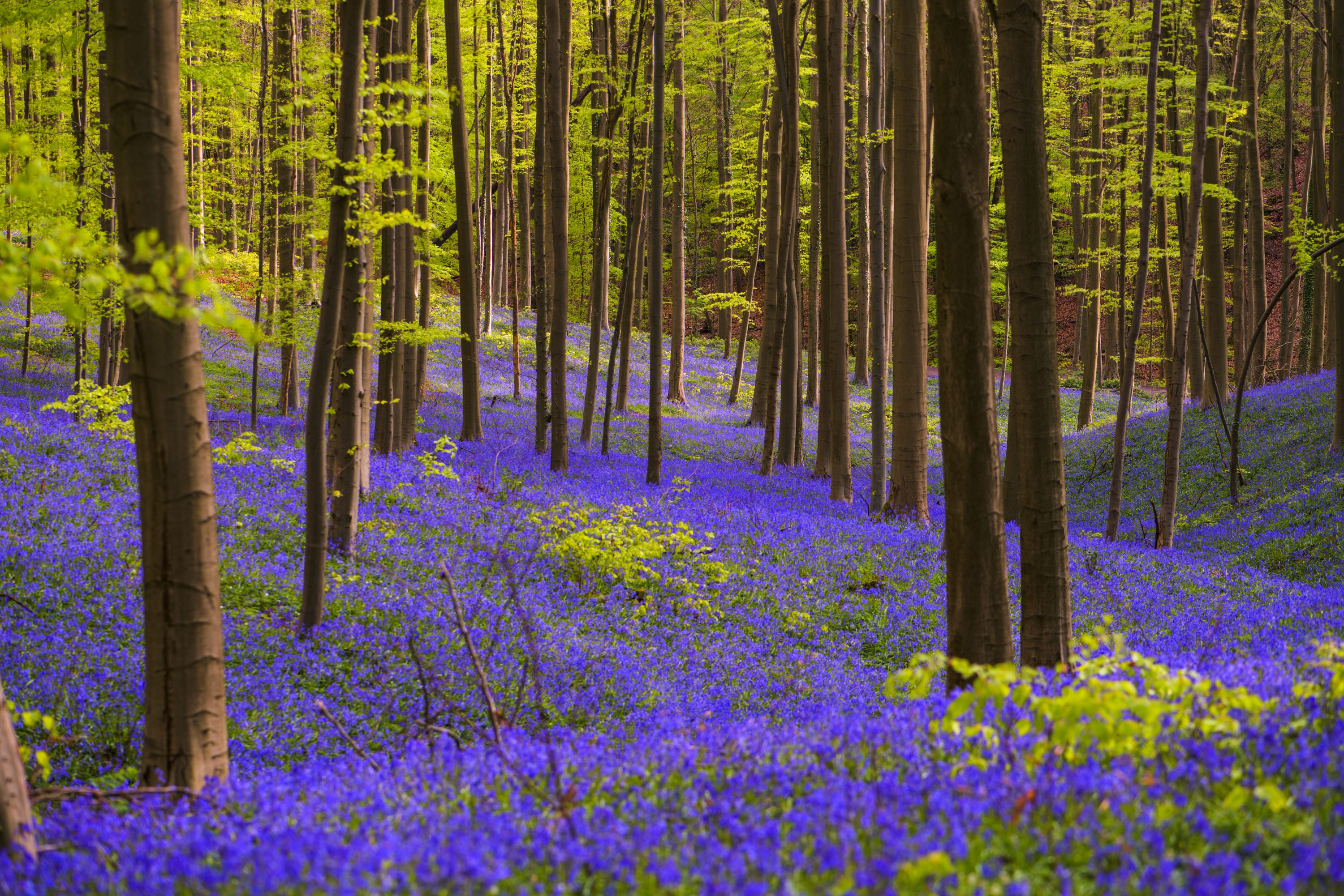 ©www.hallerbos.be