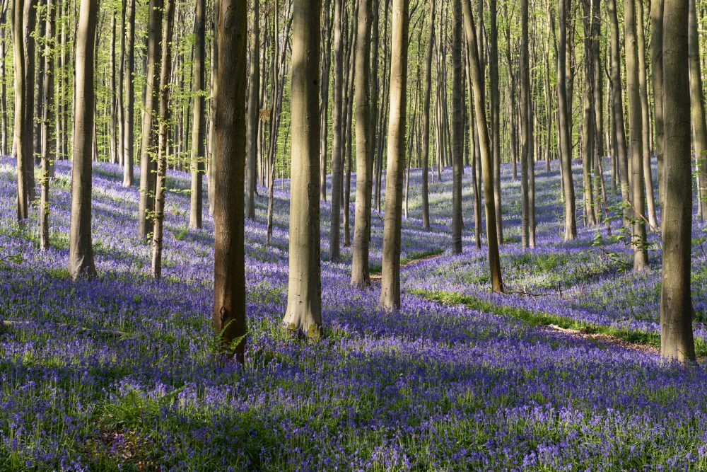 ©www.hallerbos.be