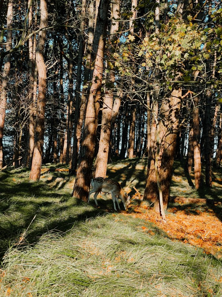 Hertjes spotten in Amsterdamse Waterleidingduinen