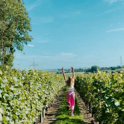 Wijnteelt in Limburg