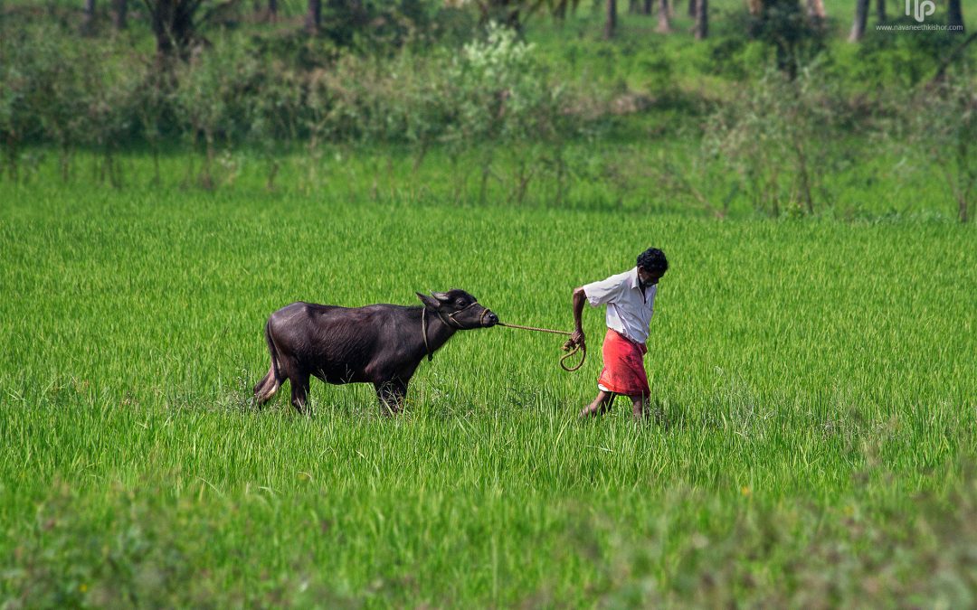 Farmers, Procurement and Agripreneurship in India
