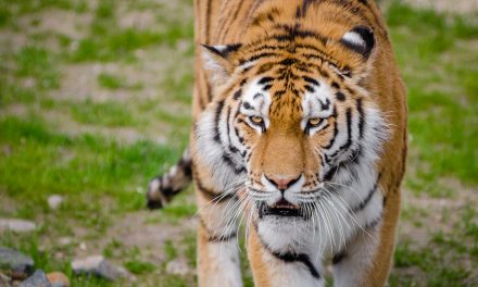 The Striped Royals: Tigers in India Today