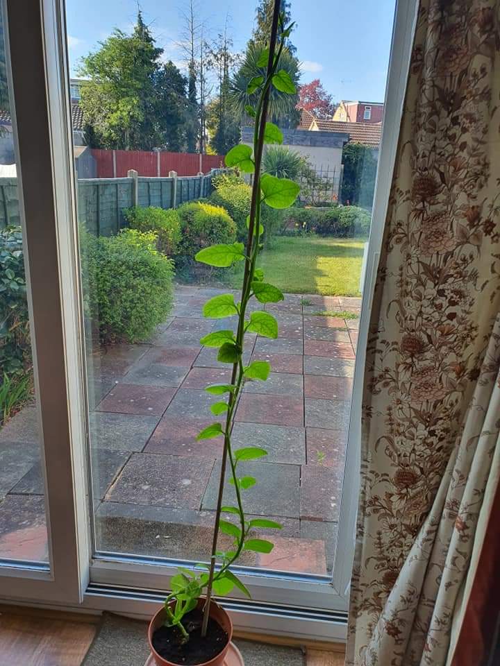 Malabar Spinach