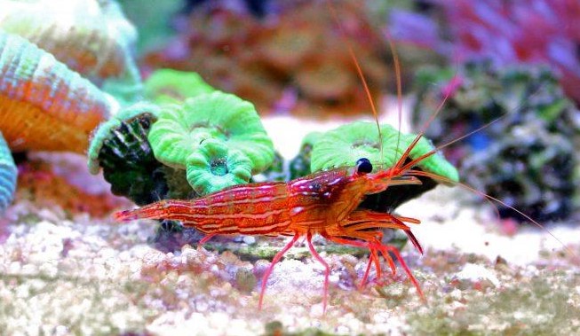 peppermint shrimp eat aiptasia