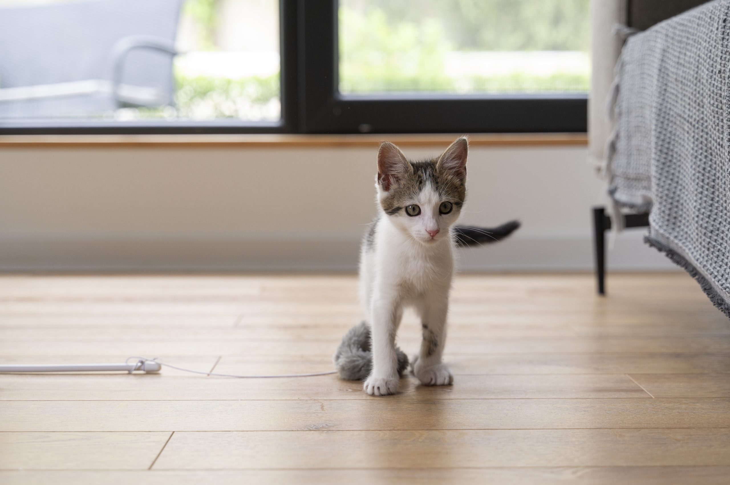 Producten en speeltjes voor kittens