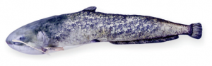 Meerval 115cm (Wels Catfish)