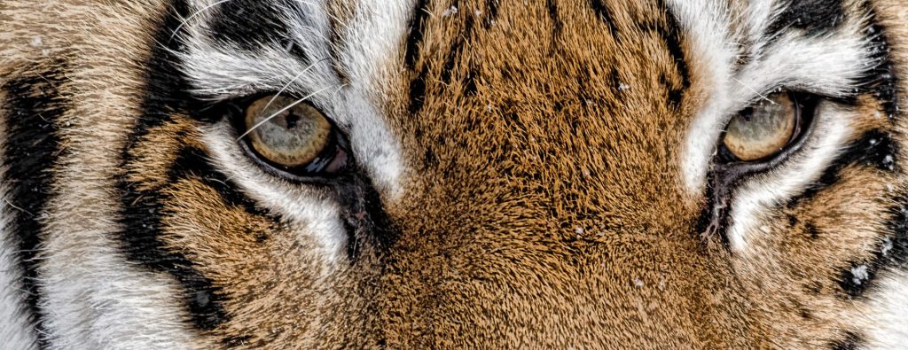 This second image is the result of my patience and some post-processing work. It’s a tight crop from the original photo that emphasizes the tiger's compelling gaze. The detailed texture of the fur around the eyes and the clarity of the eyes themselves draw the viewer in. Both of these photograph were taken with my trusty, at the time,  Nikon D5100 and the Sigma 150-500mm F5-6.3 lens.