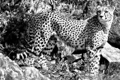 Big Cats Photography in Zoos - Cheetah