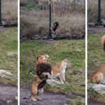 Freezing the Moment Unique Behaviors of Zoo Big Cats on Camera