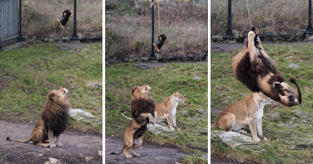 Freezing the Moment Unique Behaviors of Zoo Big Cats on Camera