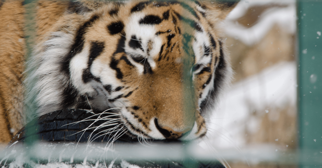 In this photo, I faced the challenge of a Siberian tiger being too close to a significant fence at the Kristiansand Zoo. Despite the obstruction, I positioned myself carefully, waiting for a moment when the tiger's eyes were visible through the gaps. 