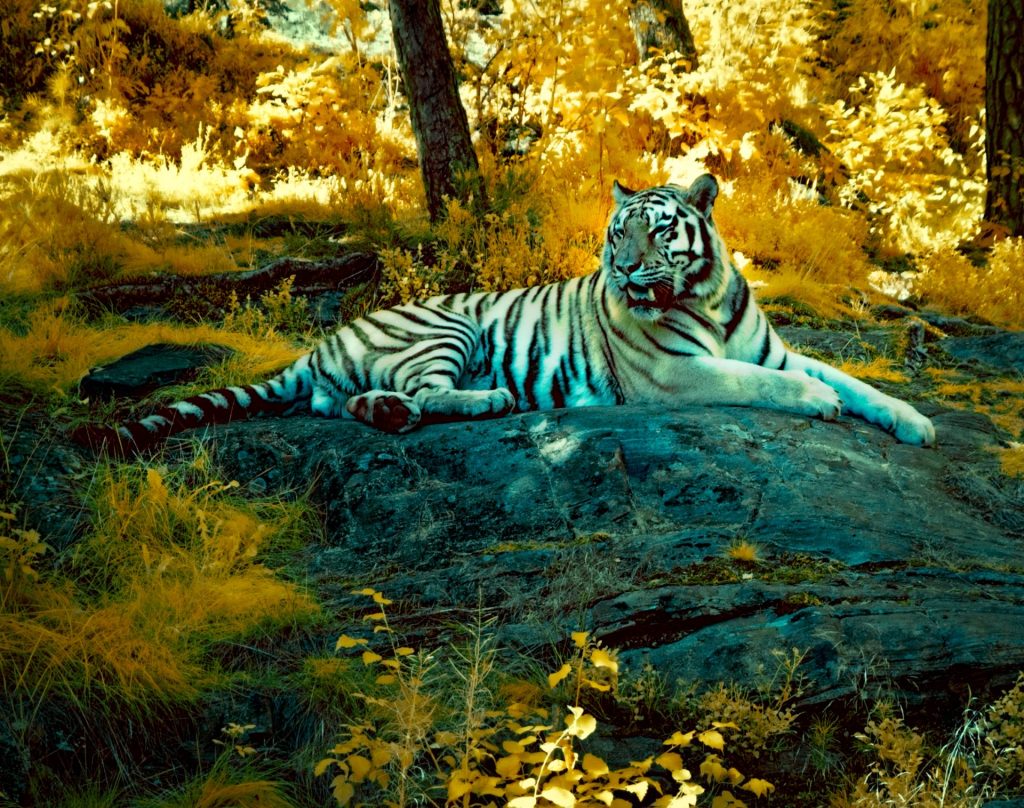 Captured within the confines of Kristiansand Zoo, this image presents a Siberian tiger in a mesmerizing new light, through the lens of infrared photography. The foliage bursts with golden and amber tones, setting a vivid stage that feels both surreal and captivating. Resting atop an ancient rock, the tiger's fur glows with a ghostly white, outlined by the ethereal blue that marks the unique interaction of infrared light with its striped coat. This visual symphony of unexpected colors invites us to explore a hidden realm, where the familiar form of this majestic creature is reimagined, casting an enchanted gaze upon all who behold it.